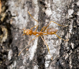 Image showing ant