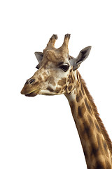 Image showing Giraffe