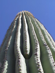 Image showing cactus