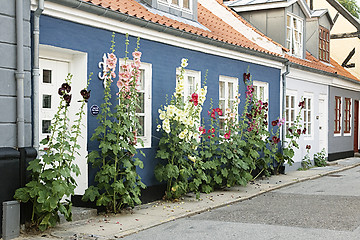 Image showing Flowers in a street