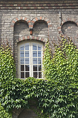 Image showing Window with ivy