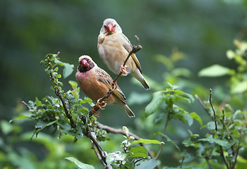 Image showing Red-billed quelea
