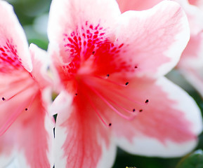 Image showing Pink Azalea flower