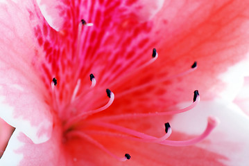 Image showing Pink Azalea flower