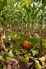 Image showing Growing pumpkin in corn