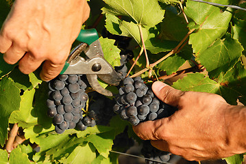 Image showing harvest time