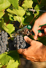 Image showing harvest time