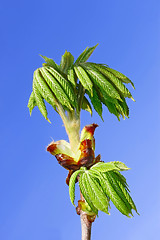 Image showing Chestnut leaves which dissolved