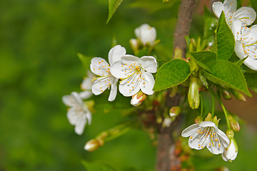 Image showing Cherry flowering