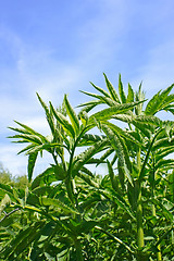 Image showing Herbaceous elderberry against blue sky