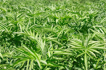 Image showing Overgrown of herbaceous one-year elderberry