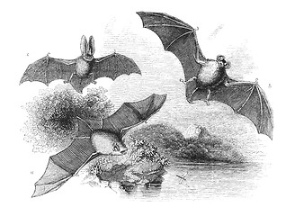 Image showing Bats