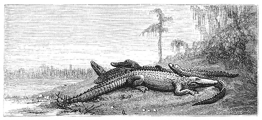Image showing Alligators