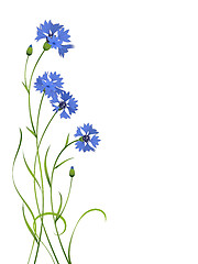 Image showing blue cornflower bouquet pattern isolated