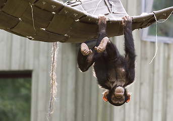 Image showing Playing chimpanzee