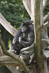 Image showing Two monkeys on a tree