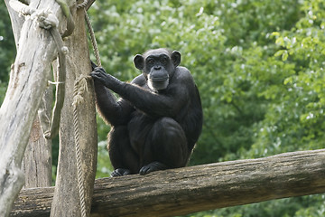 Image showing Monkey on a tree