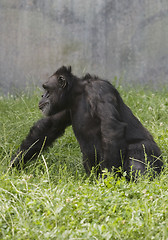 Image showing Black gorilla