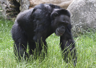 Image showing Black gorilla