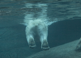 Image showing Polar bear swimming