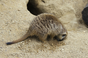 Image showing Meerkat digging a hole