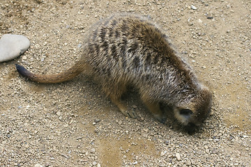 Image showing Meerkat digging a hole