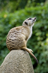 Image showing Meerkat