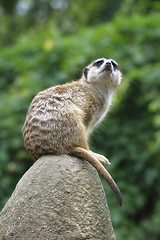 Image showing Meerkat