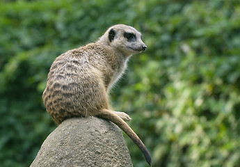 Image showing Meerkat