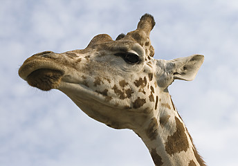 Image showing Giraffe