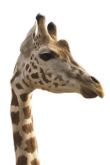 Image showing Giraffe