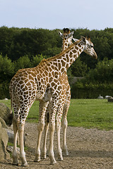 Image showing Two giraffes