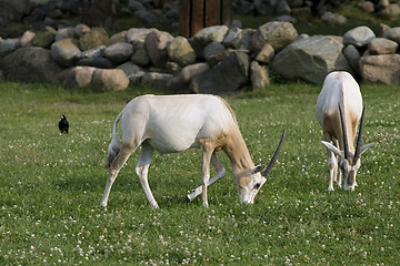 Image showing Two antelopes