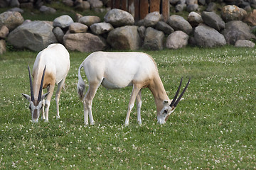 Image showing Two antelopes