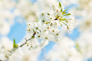 Image showing Branch of a blossoming cherry