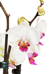 Image showing Blossoming orchid, it is isolated on white 