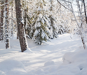 Image showing snow-covered winter forest lit by bright sunshine