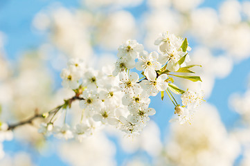 Image showing Branch of a blossoming cherry