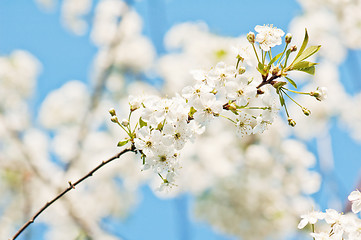 Image showing Branch of a blossoming cherry