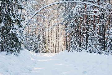 Image showing snow-covered winter forest lit by bright sunshine
