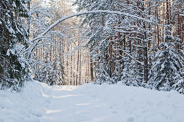 Image showing snow-covered winter forest lit by bright sunshine