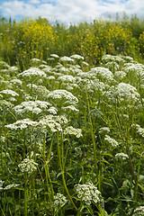 Image showing Meadow flowers, close up