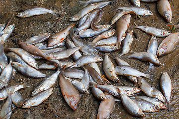 Image showing Pile of caught sea fish