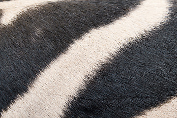 Image showing zebra skin pattern background 