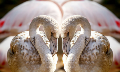 Image showing Two flamingos like heart