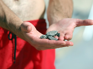 Image showing Newborn turtle
