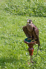 Image showing falcon sitting on a perch