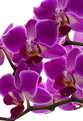 Image showing Purple Orchid