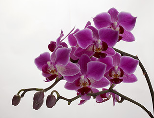 Image showing Purple Orchid