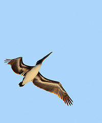 Image showing Bird in flight